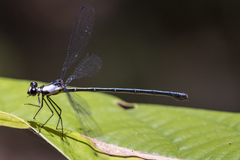 Austroargiolestes aureus