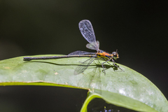 Austroargiolestes aureus