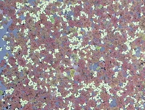 iNaturalist observation photo of Duckweeds