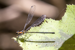 Austroargiolestes aureus