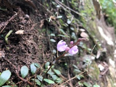 Sarcochilus ceciliae