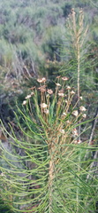 Euryops tenuissimus