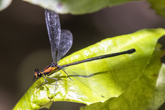 Austroargiolestes aureus