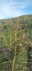 Euryops tenuissimus