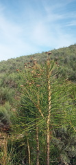 Euryops tenuissimus