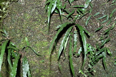 Asplenium attenuatum