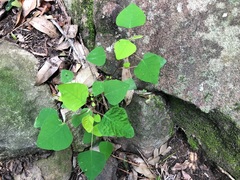 Homalanthus stillingiifolius