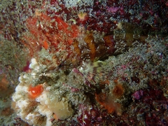 Oxylebius pictus