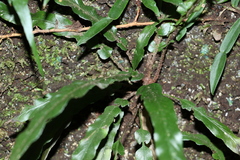 Asplenium attenuatum