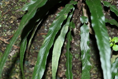 Asplenium attenuatum