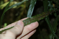 Asplenium attenuatum