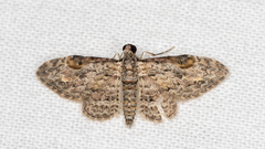 Sigilliclystis insigillata