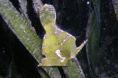 Acreichthys tomentosus