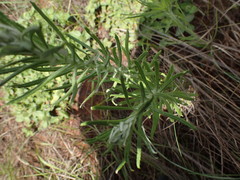 Pseudognaphalium oligandrum