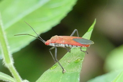 Leptocoris abdominalis