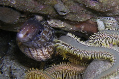 Gymnothorax enigmaticus