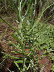 Pseudognaphalium oligandrum