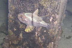 Sphaeramia orbicularis