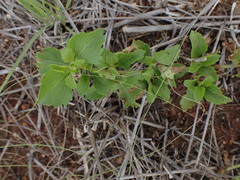 Acanthospermum australe