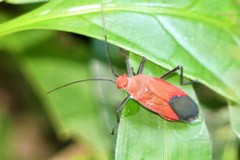 Leptocoris abdominalis