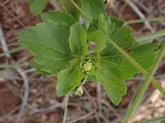 Acanthospermum australe