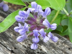 Pediomelum cuspidatum