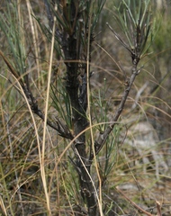 Anginon swellendamense