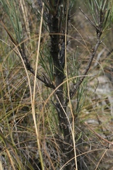 Anginon swellendamense