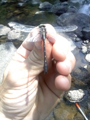 Hylogomphus adelphus