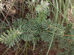 Indigofera oxytropis