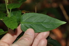 Leichhardtia longiloba