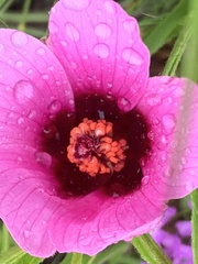 Hibiscus microcarpus