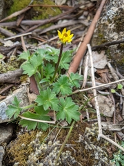Ranunculus scapiger
