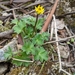 Ranunculus scapiger - Photo (c) Nick Fitzgerald, μερικά δικαιώματα διατηρούνται (CC BY-NC), uploaded by Nick Fitzgerald