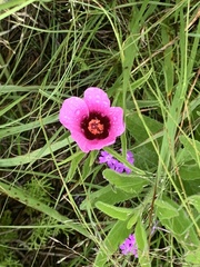 Hibiscus microcarpus