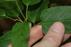 Leichhardtia longiloba