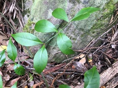 Pandorea jasminoides