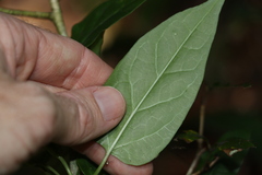 Leichhardtia longiloba