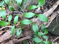 Pandorea jasminoides