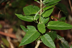 Leichhardtia longiloba