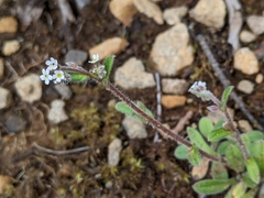 Myosotis australis