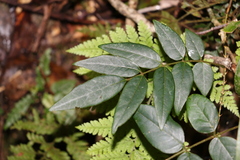 Derris involuta