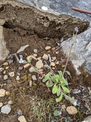 Myosotis australis