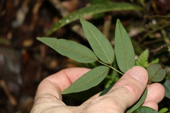 Derris involuta
