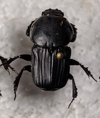 Cheironitis osiridis