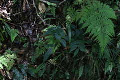 Derris involuta