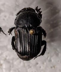 Cheironitis osiridis