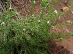 Selago densiflora