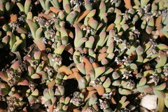 Gibbaeum angulipes
