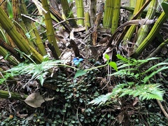 Davallia solida pyxidata